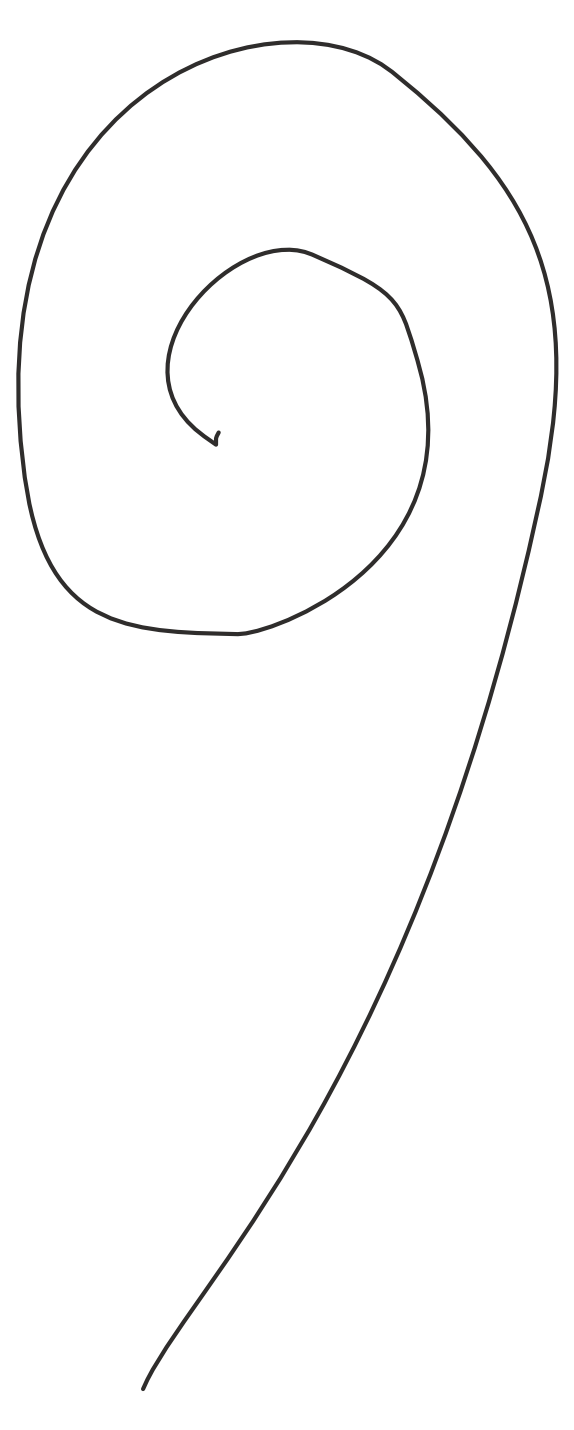 Fiddlehead fern illustration